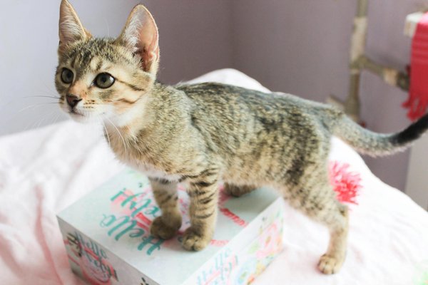 Hoe kun je een goede balans vinden tussen spelen en rusten voor je huisdier?